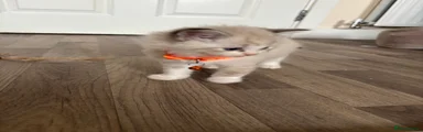Seal Bicol Kitten 2