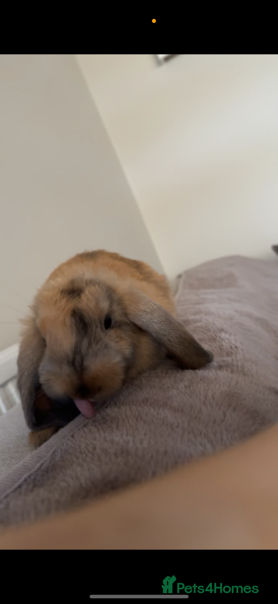 Mini Lop rabbits for sale: Male Mini Lop For Sale - Advert 16