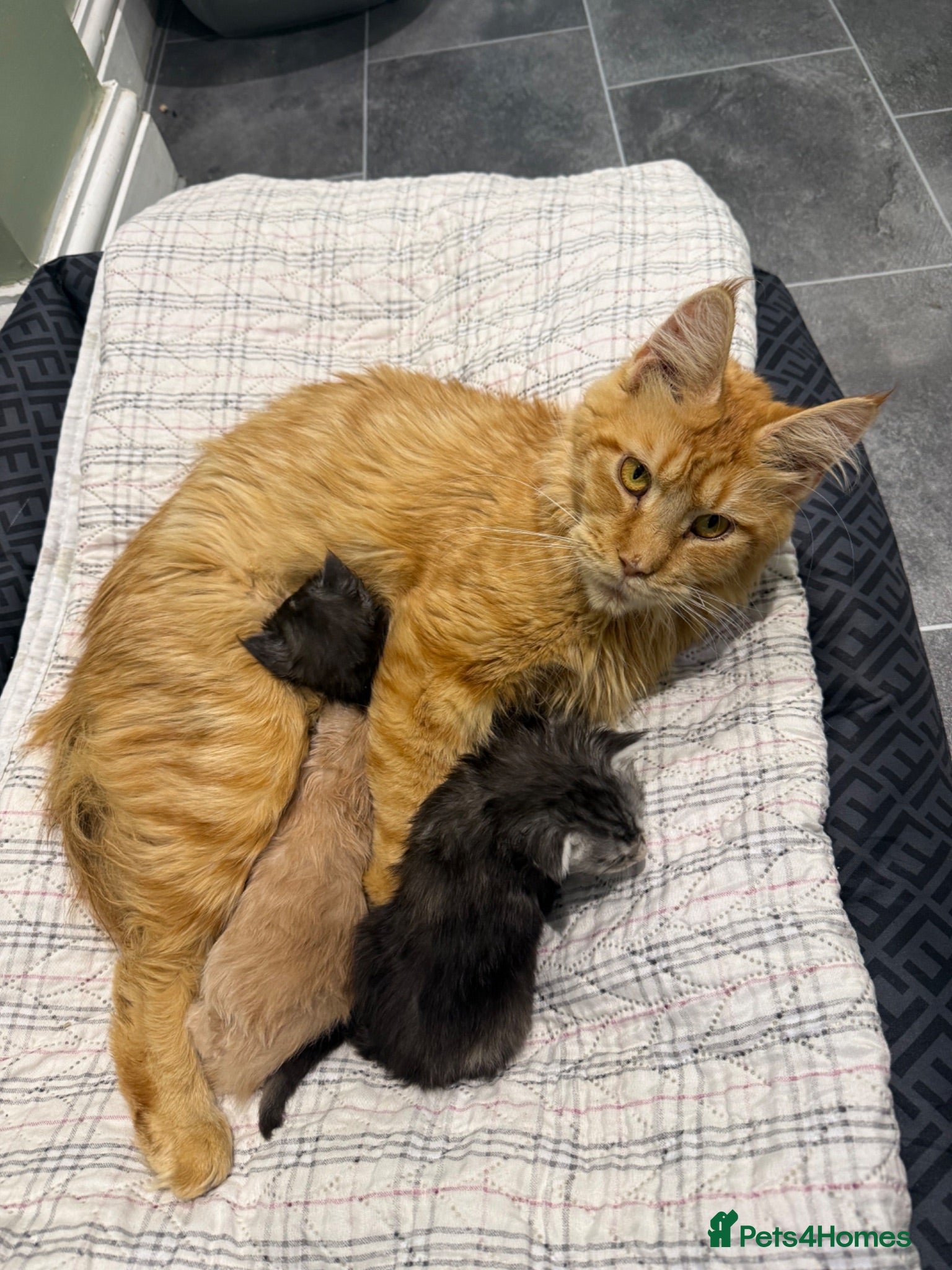 Maine Coon cats 3 gorgeous Maine coon kittens for sale - Advert 2