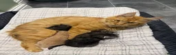 Maine Coon cats for sale: 3 gorgeous Maine coon kittens for sale - Advert 1