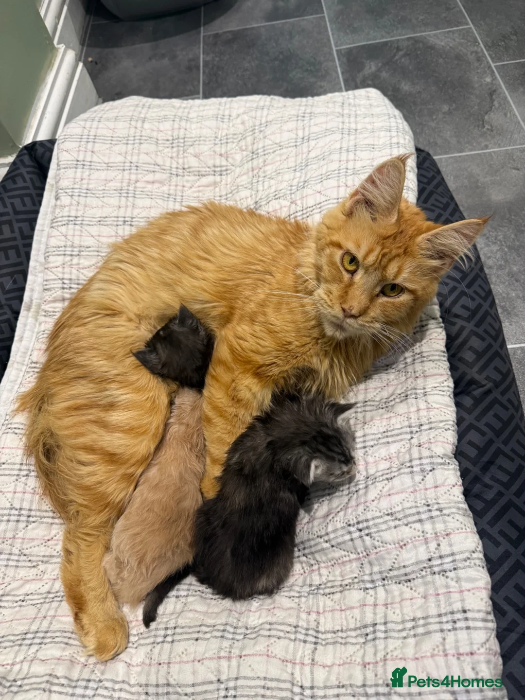 Maine Coon cats for sale: 3 gorgeous Maine coon kittens for sale - Advert 1