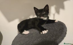 Mixed Breed cats for sale: 4 Kittens for sale  - Image 10