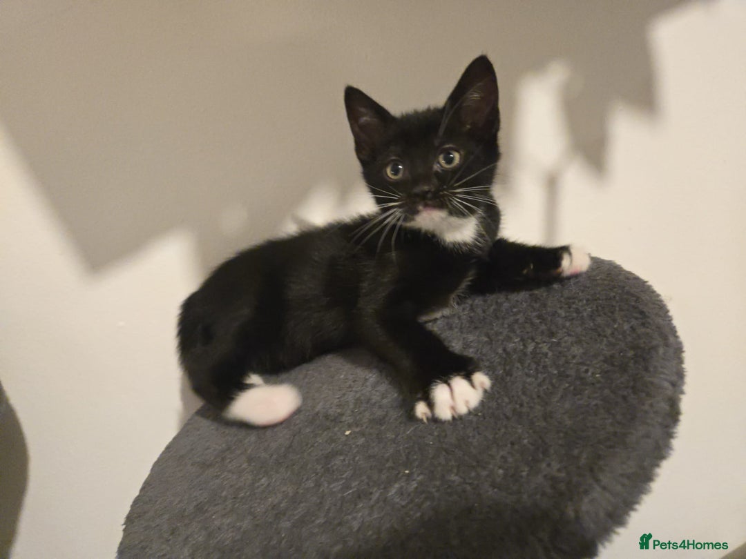 Mixed Breed cats for sale: 4 Kittens for sale  - Image 10