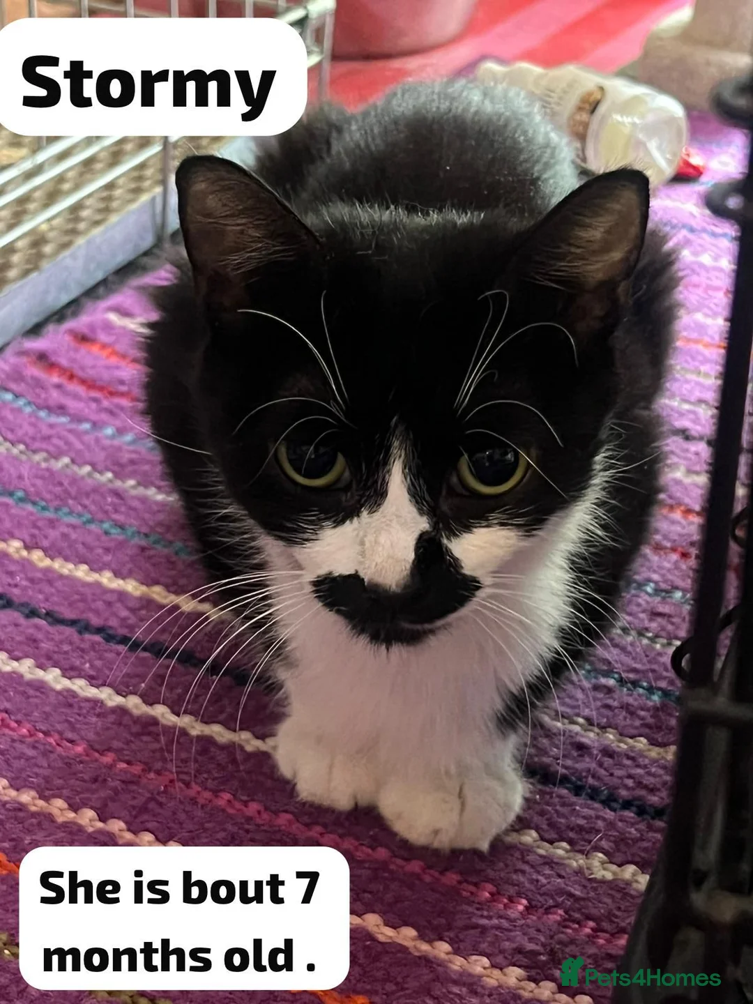 Mixed Breed cats for adoption: Rescue kitten peanut is looking for her own home - Advert 4
