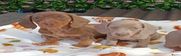 Miniature Dachshund dogs for sale: A QUALITY LITTER MINI KC REG HEALTH TESTED - Advert 14