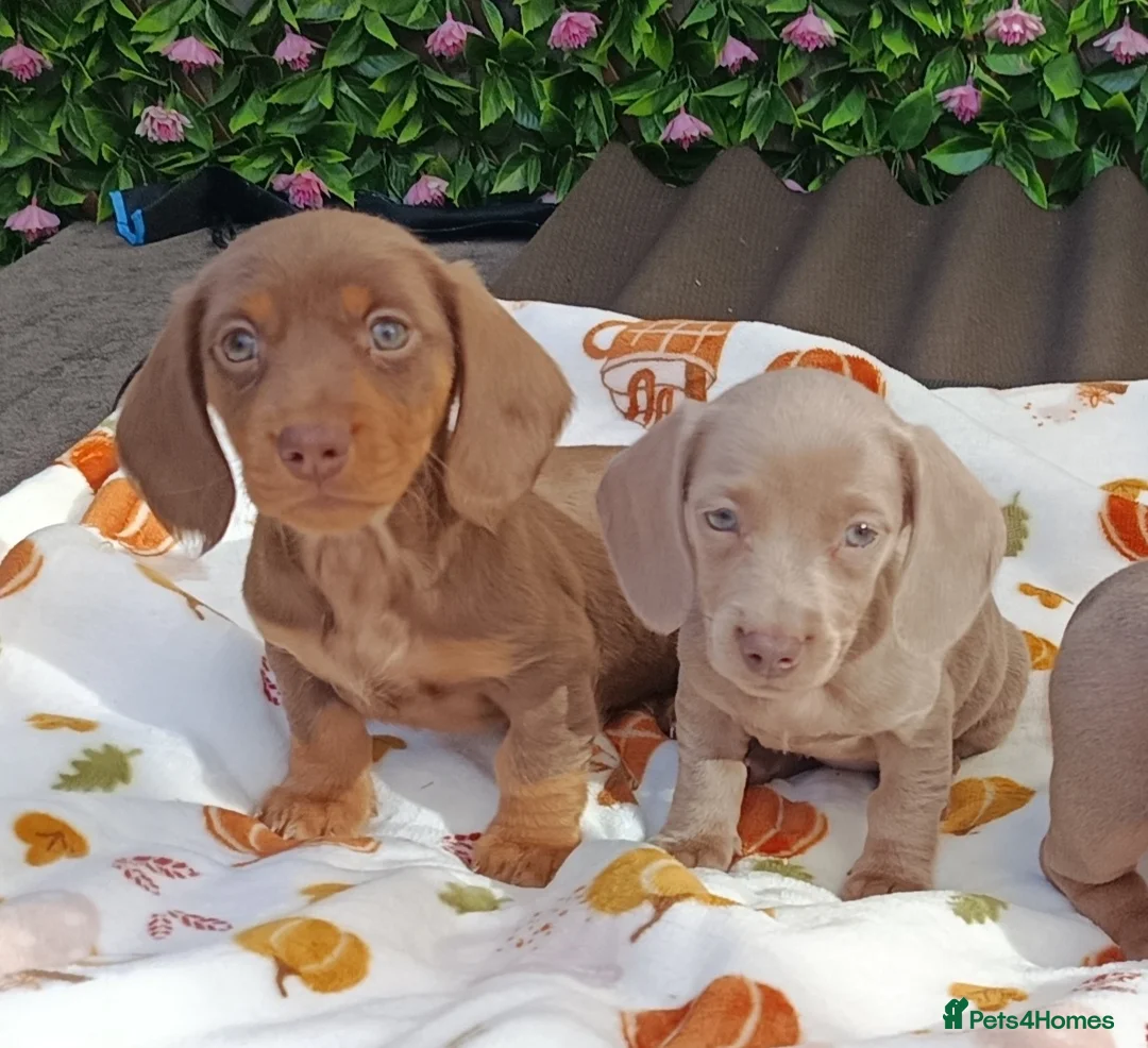 Miniature Dachshund dogs for sale: A QUALITY LITTER MINI KC REG HEALTH TESTED - Advert 14