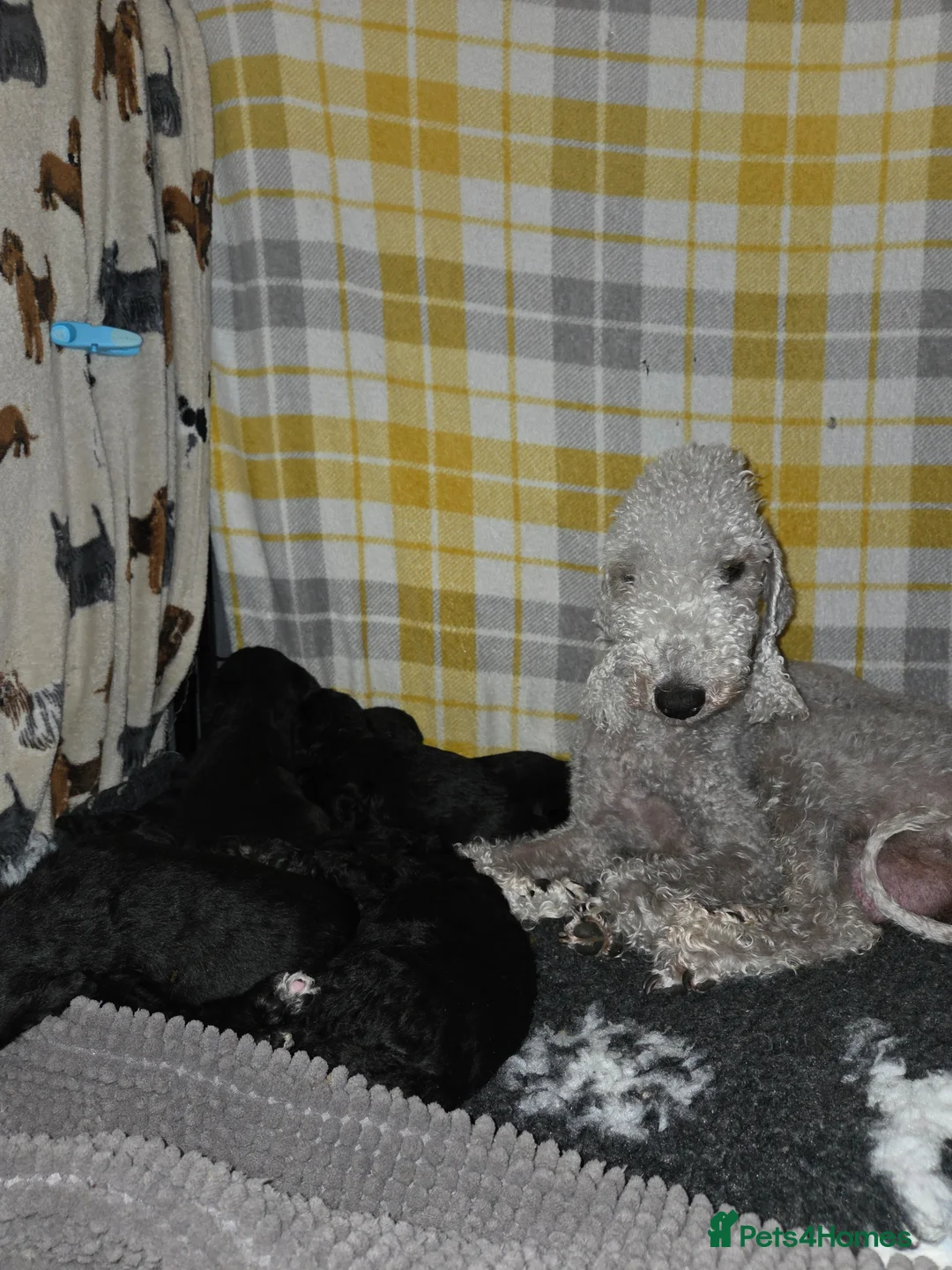 Bedlington Terrier dogs for sale: KC Reg Bedlington Terrier puppies  - Advert 1