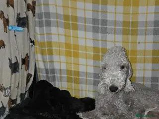 Bedlington Terrier dogs KC Reg Bedlington Terrier puppies - Advert 13
