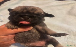 Pug dogs for sale: Pug Puppies  - Image 5