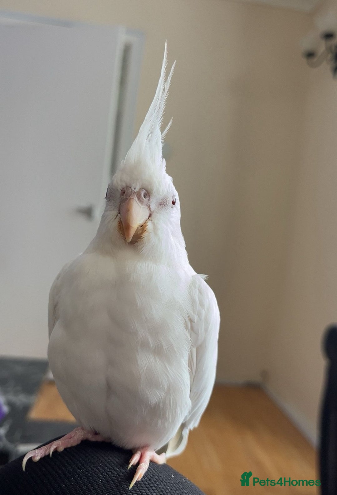 Cockatiels birds for sale: Two male cockatiels - Advert 5