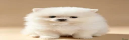 Pomeranian dogs for sale: Teddy Bear Pomeranians  - Advert 15