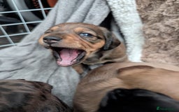 Dachshund dogs for sale: Beautiful Dachshund puppies  - Image 15