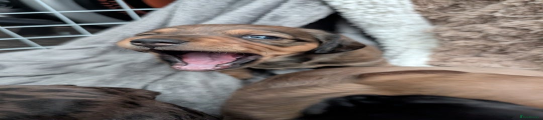Puppy 6 - Cocoa 