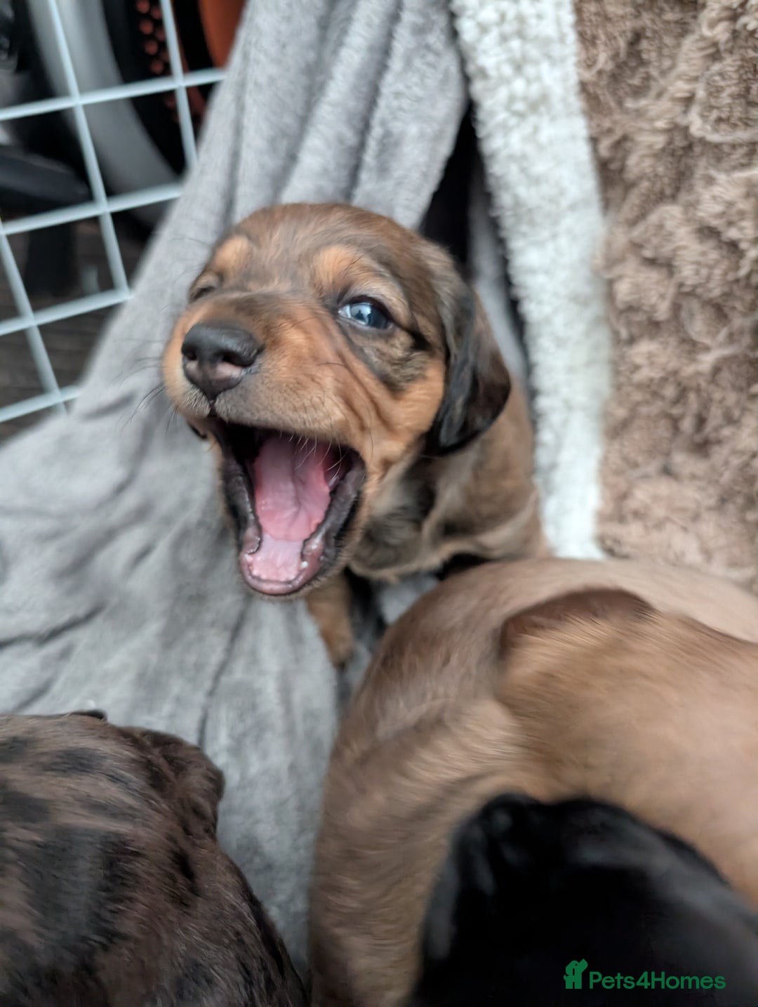 Dachshund dogs for sale: Beautiful Dachshund puppies  - Image 15