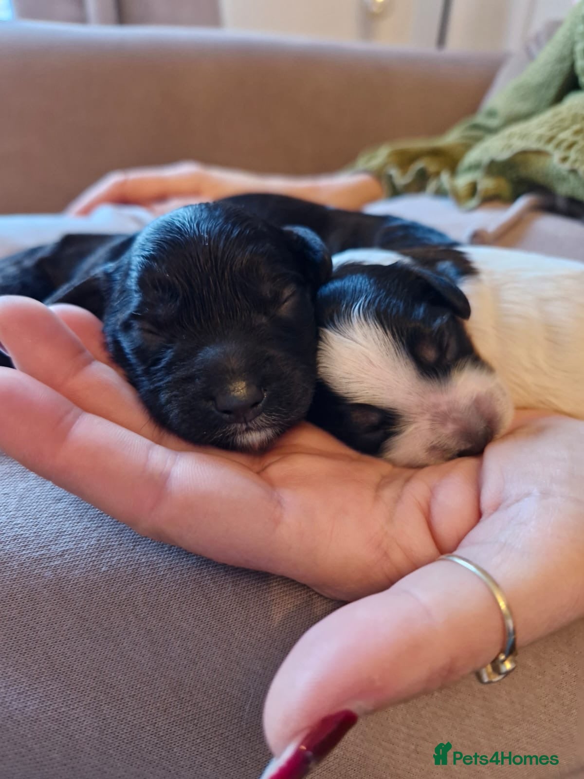 Cockapoo dogs Miniature Cockapoo Puppies – Due January 2026 - Advert 17