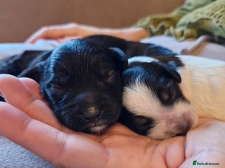 Cockapoo dogs Miniature Cockapoo Puppies – Due January 2026 - Advert 17