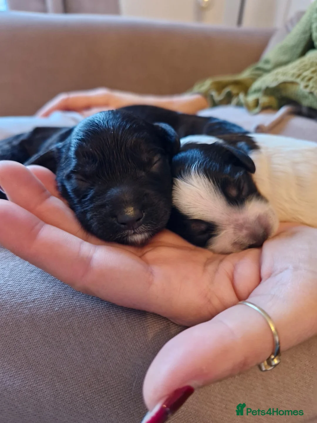 Cockapoo dogs for sale: 6 miniature Cockapoo Puppies - Advert 6