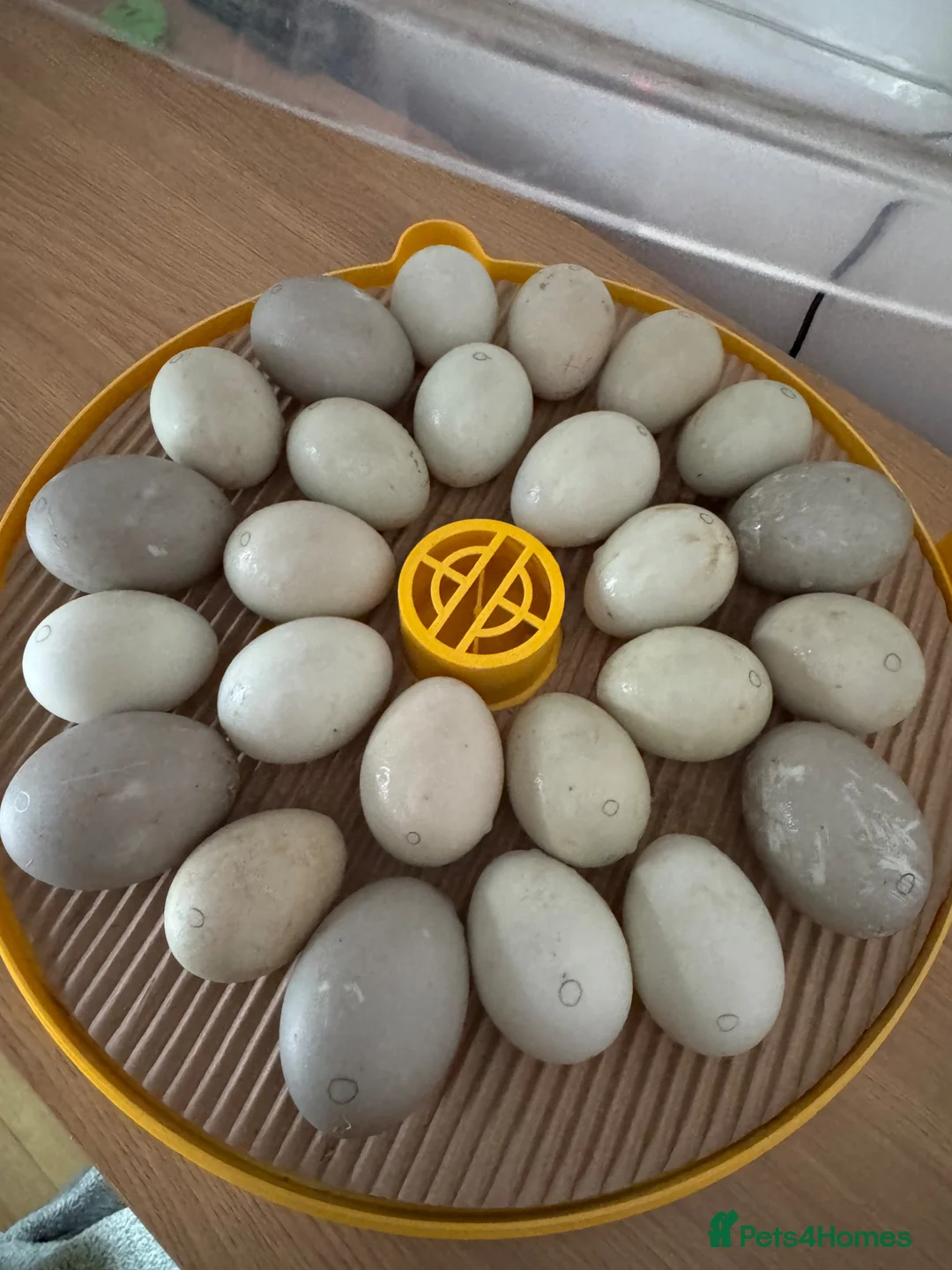 Ducks poultry for sale: Call Ducklings - Advert 2