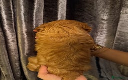 Cockapoo dogs for sale: F1 Cockapoo Puppies - Image 6