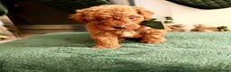 Maltipoo dogs for sale: Red Maltipoo boy 👑  - Advert 4