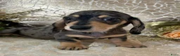 Miniature Dachshund dogs for sale: KC Smooth Coat Miniature Dachshunds - Advert 14
