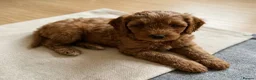 Cavapoo dogs for sale: Cavapoo puppies  in Stirling - Advert 5