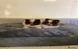 Pomeranian dogs for sale: Pomeranian  - Image 15
