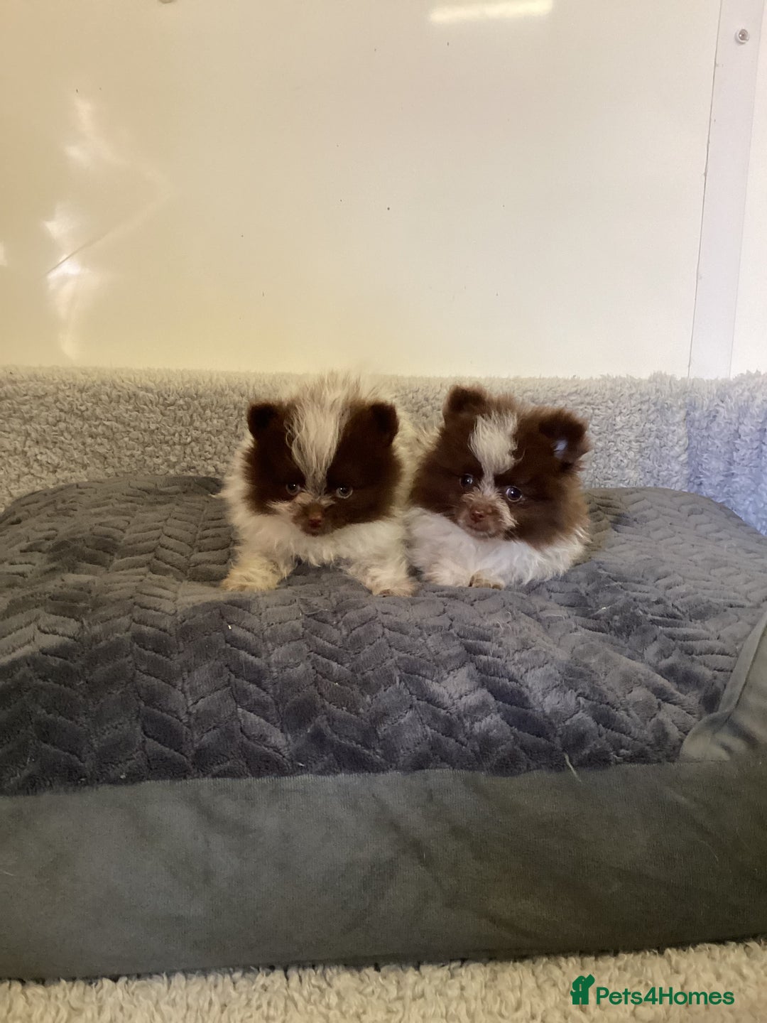 Pomeranian dogs for sale: Pomeranian  - Image 15