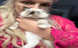 Ragdoll cats for sale: Christmas Ragdoll kitten dolls available  - Image 10