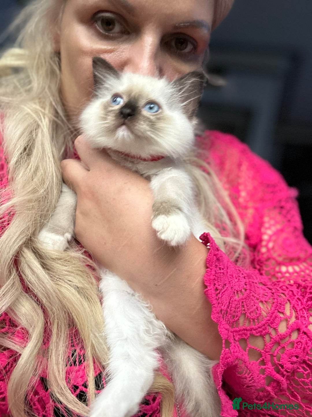 Ragdoll cats for sale: Christmas Ragdoll kitten dolls available  - Image 10