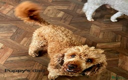 Cockapoo dogs for sale: F1 - Fox Red - Cockapoo puppies - Image 8