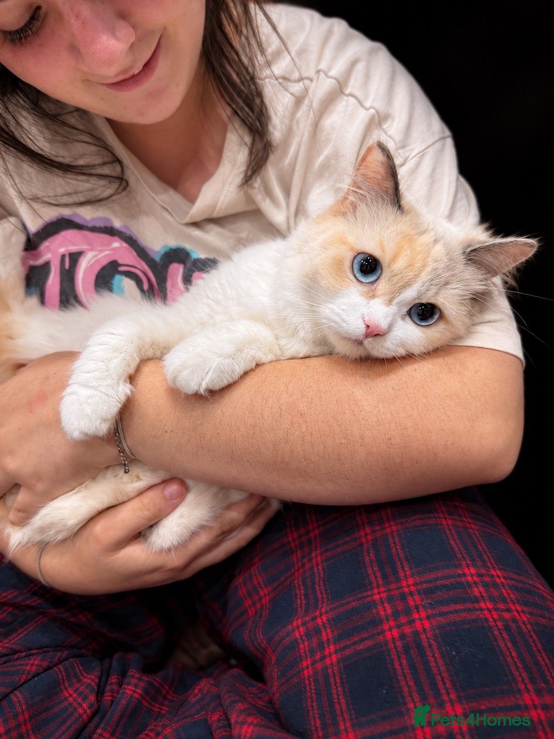 Ragdoll cats  Beautiful Ragdoll Kittens - Advert 3