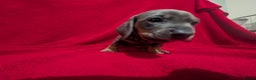 Miniature Dachshund dogs for sale: Miniature dashunds blue and tan - Advert 16
