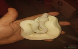 Python Snake reptiles for sale: 2x baby royal pythons - Image 5