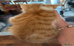 Mixed Breed cats for sale: 4 Beautiful Kittens - Maine Coon Mix - Image 3