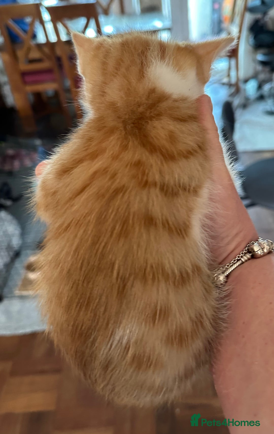 Mixed Breed cats for sale: 4 Beautiful Kittens - Maine Coon Mix - Image 3