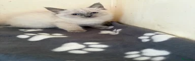 Ragdoll Kitten 1
