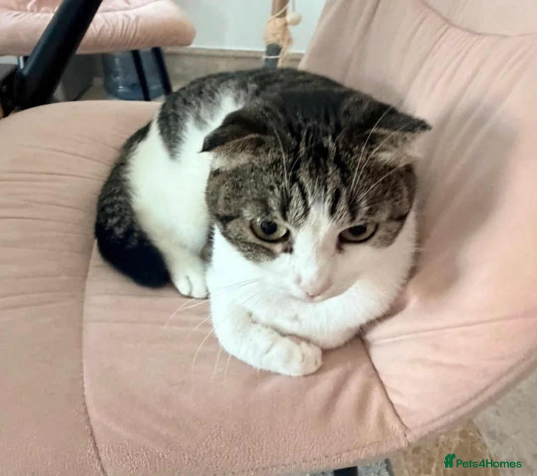 Mixed Breed cats for sale: Miss Dolly  - Advert 7