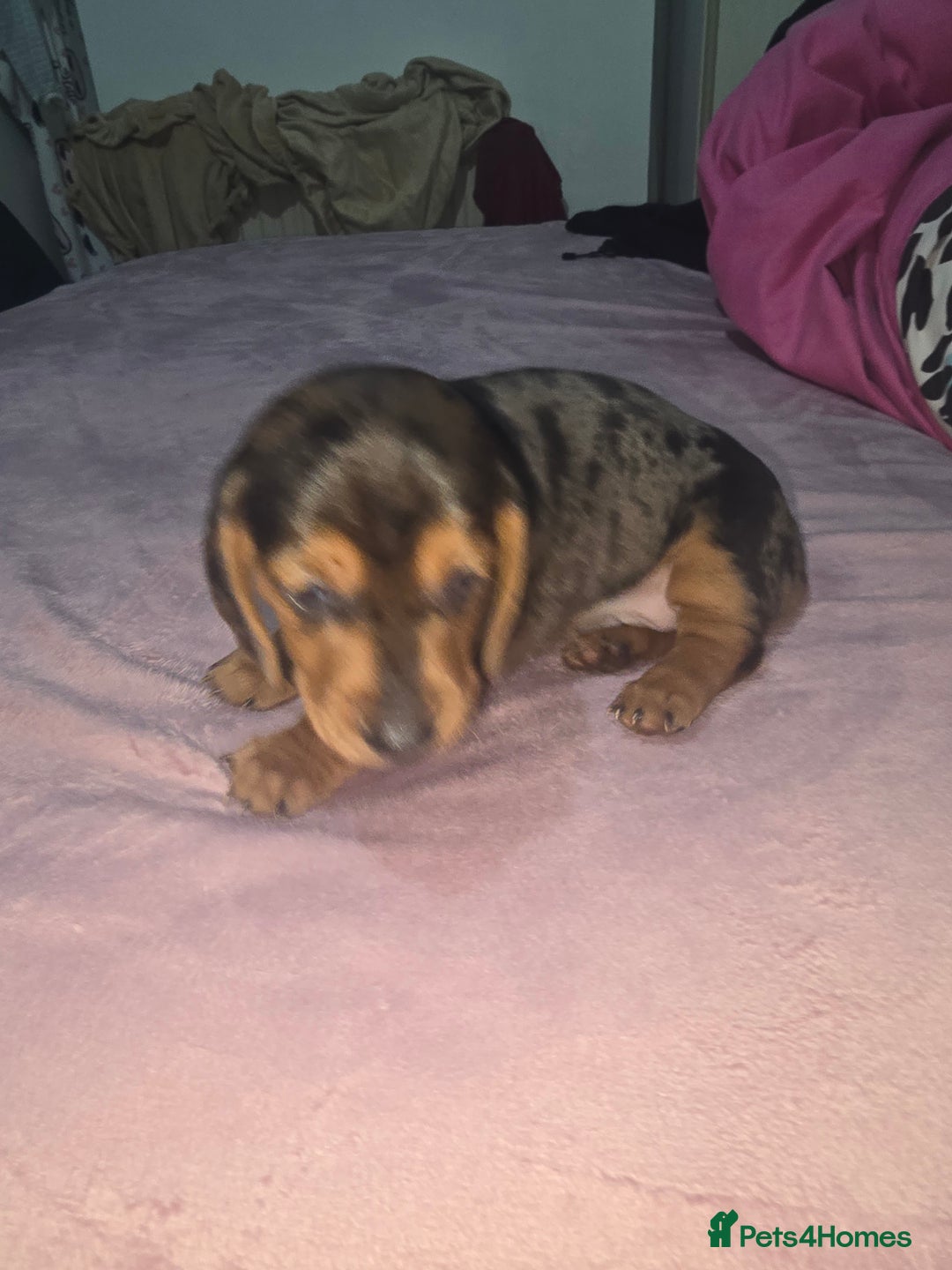 Miniature Dachshund dogs for sale: True to type kc dad home raised both parents here - Advert 17