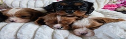 Cavalier King Charles Spaniel dogs for sale: Beautiful KC reg Cavalier King Charles Puppies  - Advert 25