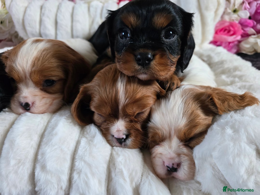 Cavalier King Charles Spaniel dogs for sale: Beautiful KC reg Cavalier King Charles Puppies  - Advert 25