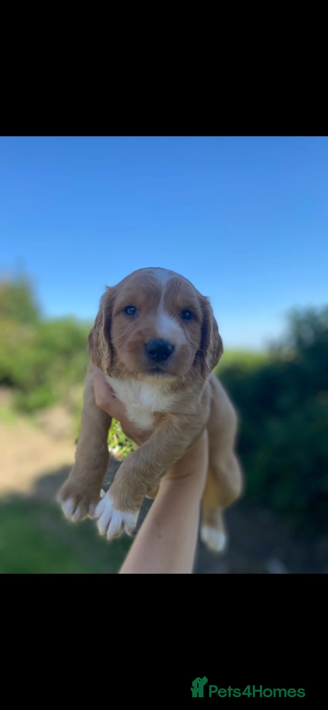 Cocker Spaniel dogs for sale: Working Cocker Spaniel puppies, ready to leave - Advert 2