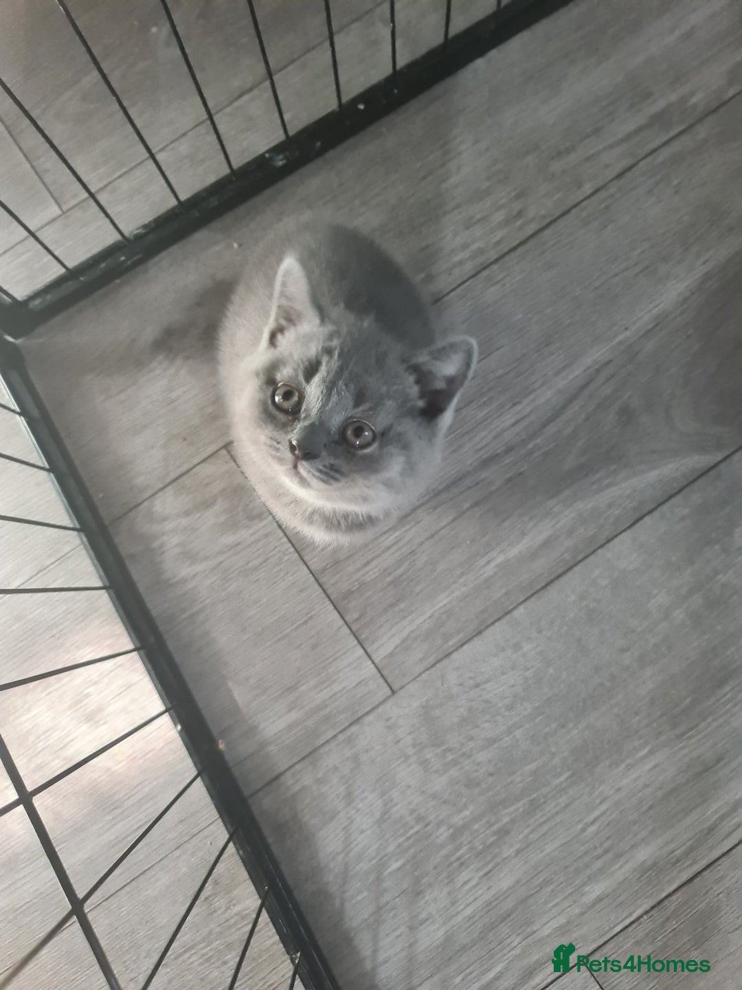 British Shorthair cats for sale: *LAST KITTEN READY NOW STUNNING BLUE BOY* - Image 8