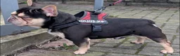 French Bulldog dogs for sale: 🔥 Unbelievable litter of 11 French Bulldogs 😍 - Advert 29