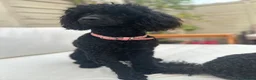 Miniature Poodle dogs for sale: Miniature poodles 1 male 1 female  - Advert 2