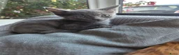 Mixed Breed cats for sale: BRITISH BLUE MIX READY NOW - Advert 2