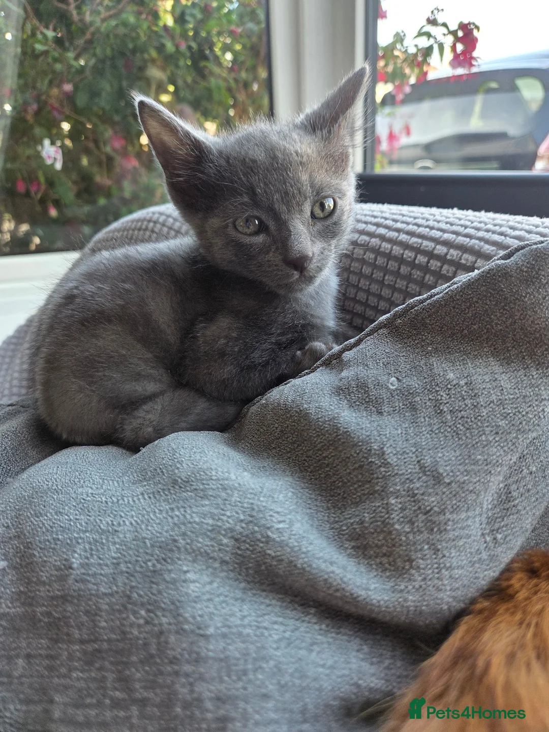 Mixed Breed cats for sale: BRITISH BLUE MIX READY NOW - Advert 2