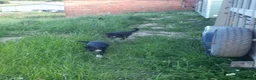 Border Collie dogs for sale: 4 adorable puppies for sale - Advert 18