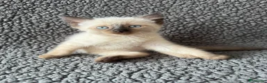 Devon Rex x Siamese Kitten 1