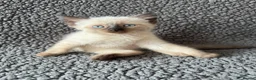 Mixed Breed cats for sale: Devon Rex x Siamese Kittens Ready End of June - Advert 2